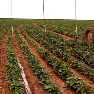 rega mediante gotejamento con pivot