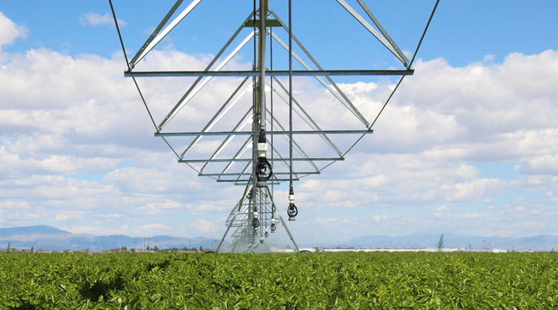 pivots centrais regam milhares de hectares