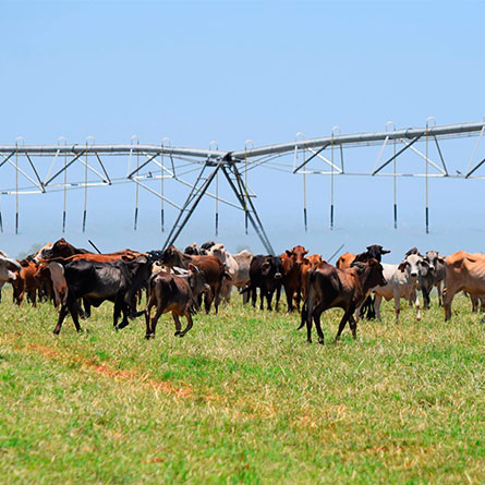rotação de pastagens sob Pivot pivot melhora terrenos de pastagem