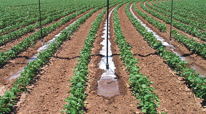 agricultura e água