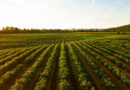 agricultura ecológica