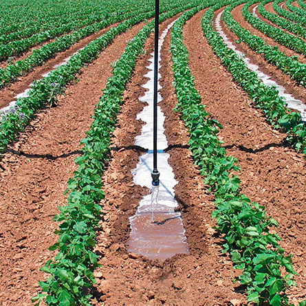 agricultura e água de regadio