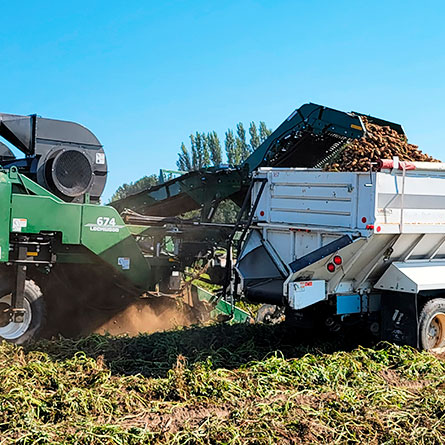 sacos biodegradáveis de fécula de batata